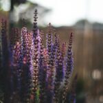 purple flowers in tilt shift lens